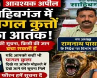 साहिबगंज में पागल कुत्तों का आतंक, पकड़कर देने वाले को मिलेगा ₹2000 इनाम
