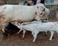 Sahebganj News: पशु तस्करों के लिए 'सेफ जोन' बना बोरियो प्रखंड, बेनकाब हुआ तस्करी का नया रूट