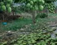 एक रात की आंधी ने उजाड़े आम किसानों के सपने, साहिबगंज में हजारों क्विंटल फसल बर्बाद