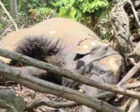Giridih News: धोवारी जंगल में मिला मादा हाथी का शव, पलाश की जड़ों में फंसा था सिर