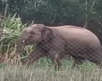 Koderma News: नादकरी गांव में भटके हाथी ने मचाया उत्पात, किसानों की मकई फसल बर्बाद