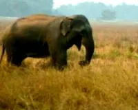 लोहरदगा में जंगली हाथी का तांडव, खेत में काम कर रही महिला को कुचलकर मार डाला