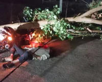 पलामू में आंधी-पानी का कहर, पेड़ गिरने से दो की मौत; रेलवे परिचालन भी प्रभावित