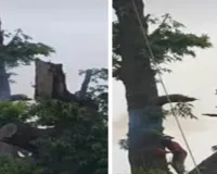 Sahebganj News: माल गोदाम से स्टेशन तक अशोक के पेड़ों की छंटाई शुरू, आंधी-बारिश में गिरने का रहता था डर