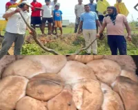 Dhanbad News: 10 फीट लंबा विशालकाय अजगर बरामद, आनपूरा गांव के खेत से 32 अंडे भी सुरक्षित रेस्क्यू