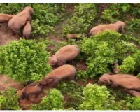 Giridih News: वन विभाग का बड़ा रेस्क्यू ऑपरेशन, पीरटांड़ के जंगलों में सुरक्षित भेजे गए 28 जंगली हाथी
