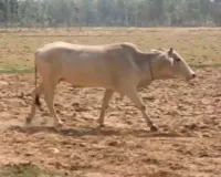 60 घंटे से खेत की परिक्रमा कर रही गाय, जानिए क्या है इसके पीछे का कारण