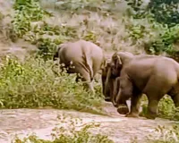 बेलगढ़ा गांव में हाथियों का डेरा: ग्रामीणों में दहशत, वन विभाग की टीम मौके पर तैनात