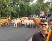 झारखंड में गौ तस्करी पर बड़ा प्रहार, 48 गौवंश को सुरक्षित छुड़ाया गया