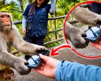 Viral Video: बंदर और उसके बच्चे ने सिखाया परवरिश का सबसे बड़ा सबक, उत्तराखंड पुलिस का वीडियो वायरल