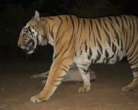 बांधवगढ़ में कॉलरधारी बाघिन सुरक्षित मिली, कंकाल मिलने के बाद तेज हुआ था सर्च ऑपरेशन