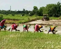 कीचड़ में उग रही साहिबगंज की उम्मीद, धान की रोपनी से गुलजार हुए खेत