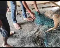गनपुरा बाजार: 15 दिनों से डिब्बे में फंसा था कुत्ते का मुंह, युवाओं ने सुरक्षित निकालकर दी नई जिंदगी