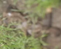 Hazaribagh News: बिजली विभाग गेट के सामने नाले में लावारिस हालत में मिला युवक का शव