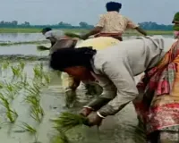 साहिबगंज में मूसलधार बारिश से किसानों के चेहरे खिले, खेतों में तेज हुई धान रोपाई
