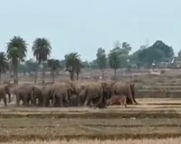 Koderma News: ग्रामीण इलाकों के बाद अब शहरी क्षेत्रों में भी हाथियों का आतंक, दहशत में लोग