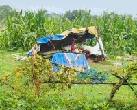 Koderma News: मधुबन में जंगली हाथियों का आतंक, दहशत में रात बिताने को मजबूर ग्रामीण