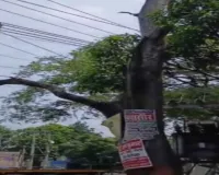 Koderma News: रांची-पटना NH पर युवराज होटल के समीप जर्जर वृक्ष बना काल, प्रशासन से कार्रवाई की मांग