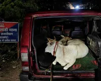 Crime News: बहिमर घाटी में गोवंश तस्करी का प्रयास विफल, तीन पशु बरामद; सुमो वाहन जब्त