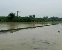 Sahibganj News: कृषि विभाग ने जल्द 100 फीसदी रोपाई पूरी होने की जताई उम्मीद