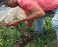 Dumka News: खासिया गांव में निकला 7 फीट लंबा विशालकाय अजगर, मचा हड़कंप