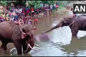 केरल में गर्भवती हथिनी की हत्या का एक आरोप गिरफ्तार