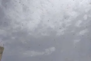 गुरुग्राम में दिखा टिड्डियों के झुंड तो दिल्ली में होने लगी इमरजेंसी मीटिंग, जानिए क्यों यह है इतना खतरनाक