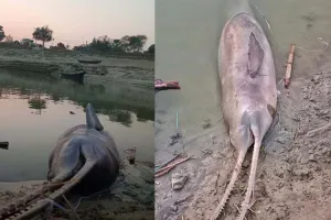 भागलपुर के नवगछिया में सेंचुरी इलाके में मृत मिली डॉल्फिन, संरक्षण पर गहरायी चिंता