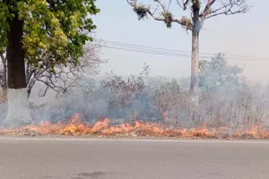 केंदू पत्ता के लिए जंगल में लगायी जाने वाली आग से हर साल निकलता है 56 लाख कार के बराबर धुआं