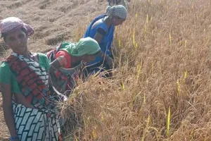 कोयला प्रदूषण के कारण धान की फसल हुई काली तो सरकारी खरीद केंद्रों ने खरीद से कर दिया इनकार