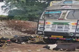 Koderma News: तस्करी के लिए भेजे जा रहे 14 मवेशी के साथ वाहन जप्त