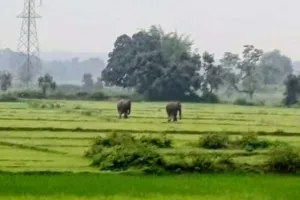 Koderma News: हाथियों ने मचाया उत्पात, लोगों में दहशत