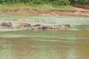 Giridih News: उसरी नदी में मिला व्यक्ति का शव, पुलिस ने भेजा पोस्टमॉर्टम के लिए