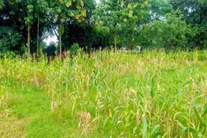 Koderma News: लगातार बारिश से फसलों को पहुंच रहा नुकसान, कृषक परेशान