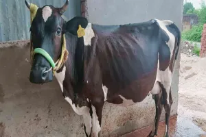Koderma News: लंपी वायरस फैलने से पशुपालक हो रहे परेशान 