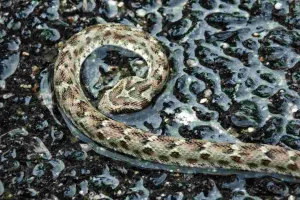 विषैले काले सांप को चबाकर सिर धड़ से किया अलग, फिर घर लाकर पास में ही सो गया और ....