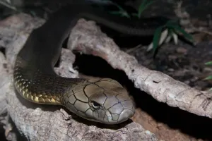 42 दिनों में 10 बार सांप के वार! भैसहापर गांव की रिया पर 42 दिन तक कोबरा का हमला