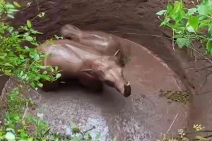 वन विभाग ने रेस्क्यू ऑपरेशन चला कर कुएं में फंसे हाथियों को बचाया