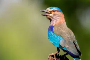 विजयदशमी 2025: जानें नीलकंठ पक्षी के दर्शन का महत्व, पौराणिक कथाएं, शुभ समय और खास मंत्र