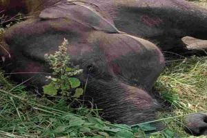 पलामू टाइगर रिजर्व में जंगली हाथी की मौत, वन विभाग जांच में जुटा