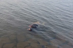 धुर्वा डैम हादसा: जज के सरकारी ड्राइवर का शव बरामद, अब तक चार मृत