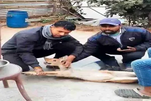 जंगल से भटक कर होटल परिसर में पहुंचा हिरण, वन विभाग ने किया रेस्क्यू