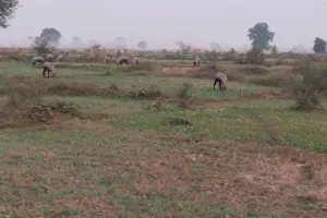 नीलगाय के आतंक से चैनपुर के किसानों की 50 एकड़ फसल बर्बाद, वन विभाग पर कार्रवाई न करने का आरोप