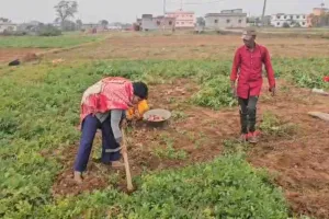 Hazaribagh News : इचाक के आलू की देशभर में बढ़ी डिमांड, दूर-दूर से आते हैं व्यापारी