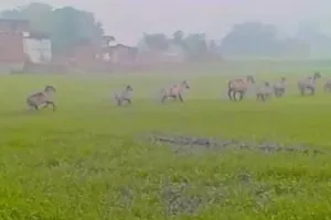 Palamu News : हुसैनाबाद में नीलगायों का आतंक गेहूं-सब्जी बर्बाद, खेती छोड़ने को मजबूर किसान