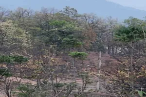 चतरा में प्रेम प्रसंग के चलते महिला की हत्या, दो बच्चे अनाथ