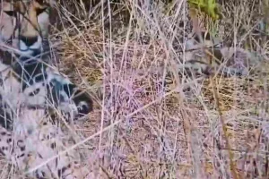 मध्य प्रदेश के कूनो पार्क में फिर गूंजी खुशखबरी, चीता आशा बनी मां