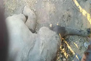 लातेहार में मालगाड़ी की चपेट में आया हाथियों का झुंड, हाथी के बच्चे की मौत