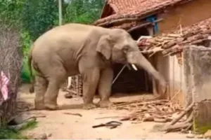 Chaibasa News : सीमावर्ती गांवों में हाथी का आतंक, छह से अधिक गांवों में दहशत का माहौल
