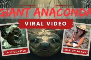  एनाकोंडा का खौफ! विदेशी महिला ने पकड़ा 17 फीट का विशाल सांप, वीडियो वायरल